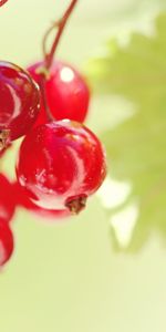 Fruits,Nourriture,Baies