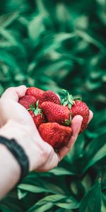 Berries,Hand,Food,Strawberry