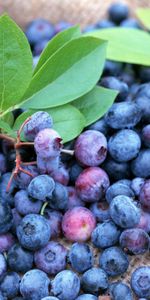 Berries,Lot,Ripe,Bilberries,Food