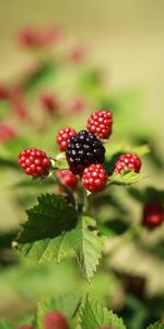 Ronce,Macro,Baies,Fruit