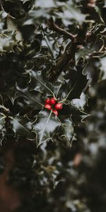 Berries,Macro,Blur,Smooth,Branch,Leaves