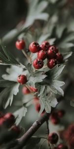 Berries,Macro,Branch,Bunch,Leaves