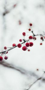 Congelé,Branche,La Reine Des Neiges,Baies,Macro