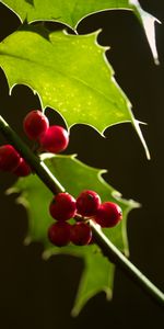 Berries,Macro,Branch,Nature,Leaves