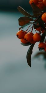 Macro,Branche,Sorbier Des Oiseleurs,Baies,Automne