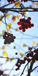 Berries,Macro,Branches,Clusters,Rowan,Bunches