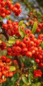 Hojas,Bayas,Macro,Sucursales,Ramas,Pyracantha,Piracanta