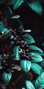 Berries,Macro,Branches,Plant,Leaves