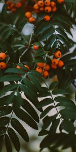 Berries,Macro,Branches,Rowan,Leaves,Plant