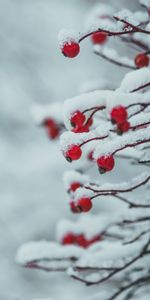 Planter,Branches,Neige,Baies,Plante,Hiver,Macro