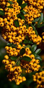 Berries,Macro,Brush,Brushes,Rowan,Close Up,Harvest