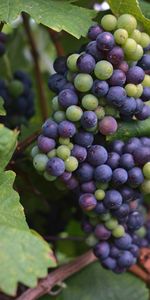 Berries,Macro,Bunch,Grapes