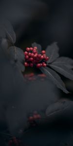 Berries,Macro,Bunch,Leaves