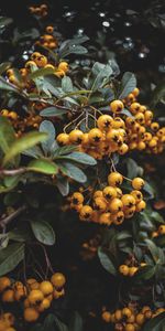 Berries,Macro,Bunch,Rowan