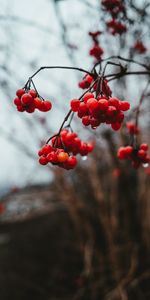 Berries,Macro,Bunch,Viburnum,Wet