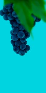 Berries,Macro,Bunch,Wet,Grapes