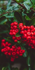 Berries,Macro,Clusters,Bunches,Plant