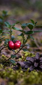 Berries,Macro,Cranberry,Close Up