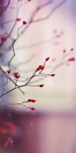 Berries,Macro,Glare,Shine,Light,Branch,Background