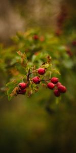 Berries,Macro,Plant,Branch