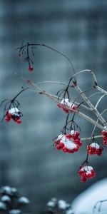 Berries,Macro,Rowan,Frosty,Smooth,Branch,Blur