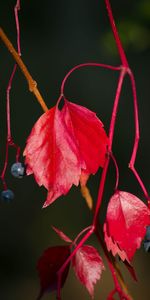 Berries,Macro,Wild Grapes,Leaves,Plant