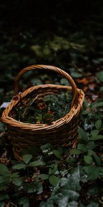 Berries,Miscellanea,Miscellaneous,Branches,Basket,Wicker,Nature,Braided