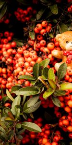 Berries,Miscellanea,Miscellaneous,Branches,Bear,Toy,Bunch,Rowan