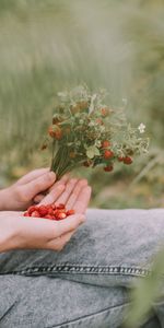 Berries,Miscellanea,Miscellaneous,Ripe,Strawberry,Bouquet,Wild Strawberries,Hands