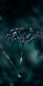 Berries,Plant,Macro,Blur,Smooth,Dark,Branch