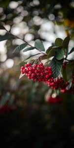 Berries,Plant,Macro,Branch,Bunch,Rowan