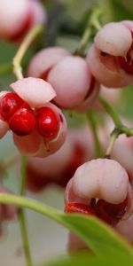 Bayas,Macro,Rama,Dulce,Planta