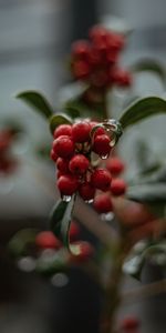 Berries,Plant,Macro,Drops,Wet