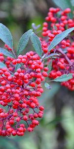 Berries,Plants