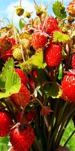 Berries,Tasty,Delicious,Forest Berries,Food,Leaves