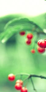 Berry,Plant,Macro,Branch,Leaves