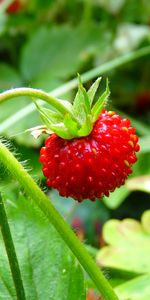 Berry,Ripe,Wild Berry,Forest Berry,Food,Leaves