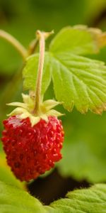 Planter,Macro,Fraises Des Bois,Plante,Fraise,Baies,Baie