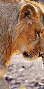 Big Cats,Care,Tenderness,Lion Cub,Animals,Lion