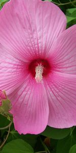 Bindweed,Flowering,Flowers,Bloom,Greens,Hibiscus