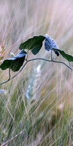 Bindweed,Macro,Ears,Spikes,Field