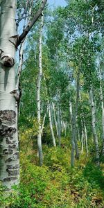 Birches,Bush,Teen,Young Growth,I See,Grove,Nature,Clear,Alley