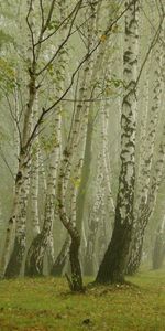 Birches,Grove,Nature,Fog,Morning