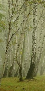 Birches,Nature,Fog,Alley