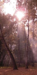 Birches,Shine,Light,Beams,Rays,Edge,Nature,Outskirts