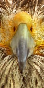 Bird,Animals,Eyes,Eagle