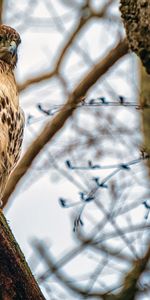 Animales,Pluma,Pico,Pájaro,Halcón