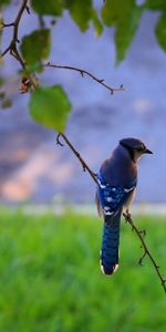 Animales,Pluma,Pico,Rama,Pájaro