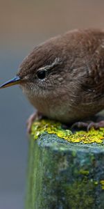 Bird,Animals,Sit,Pillar,Post,Moss,Birdie,Pikuzhka,Feather