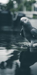 Animales,Agua,Loros,Pájaro